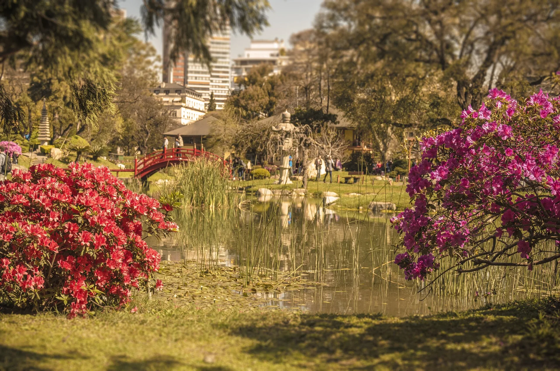 La Plata 950
