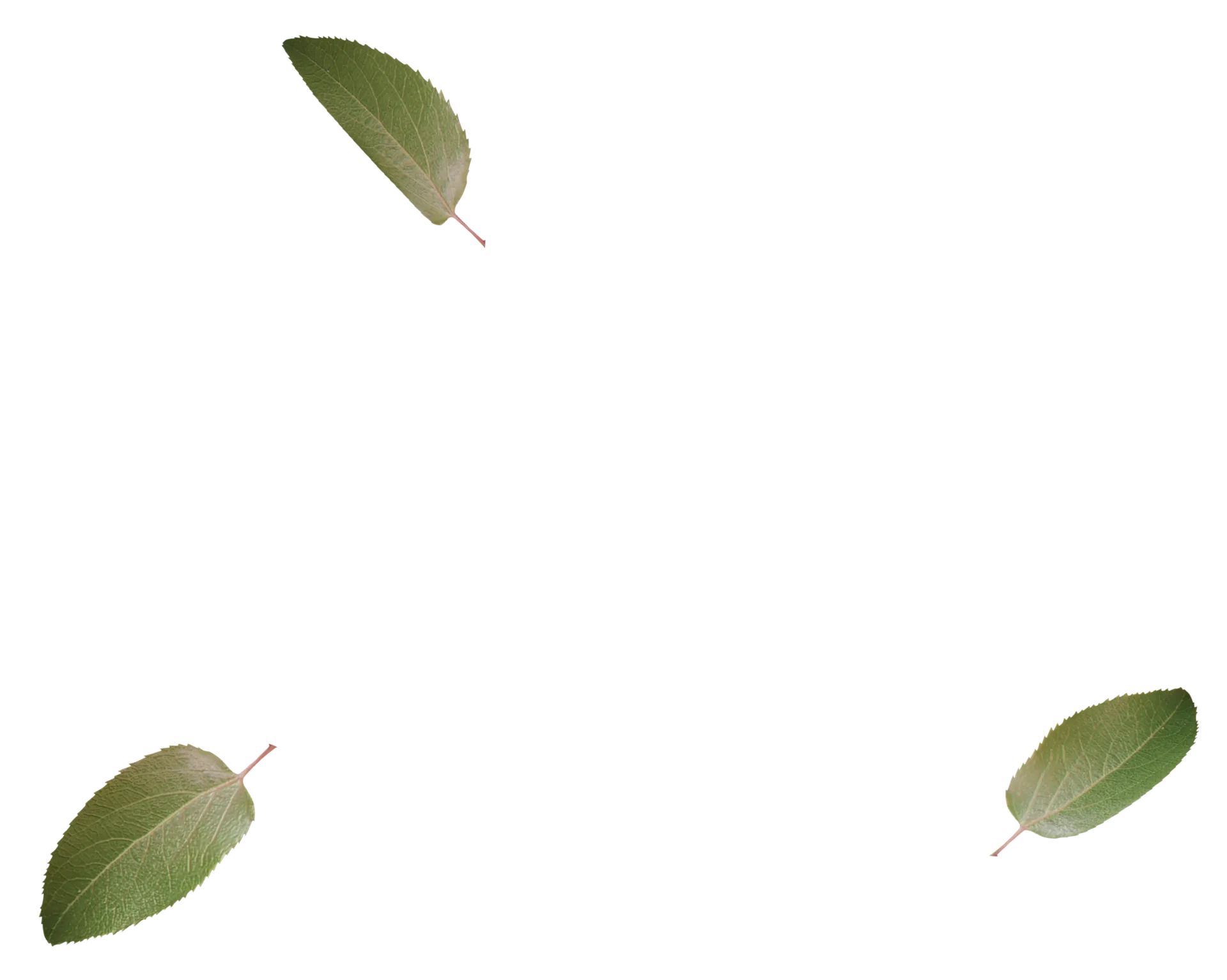 Veganis rosa hojas