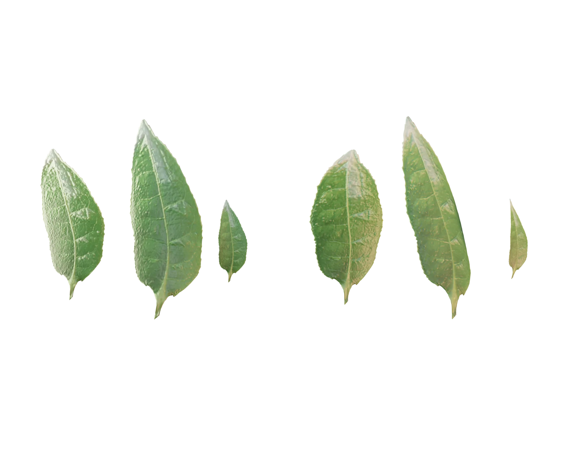 Veganis verde hojas